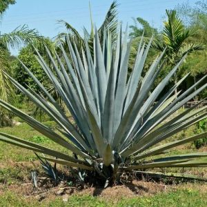 Agave Bleue