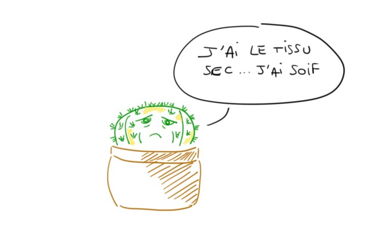 Assèchement tissu cactus