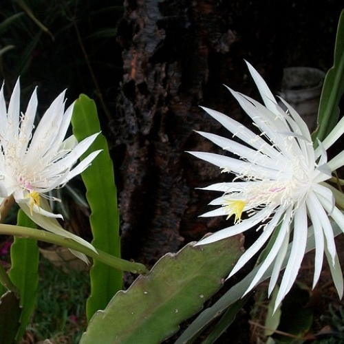 cactus epiphyte epyphillum oxypetallum