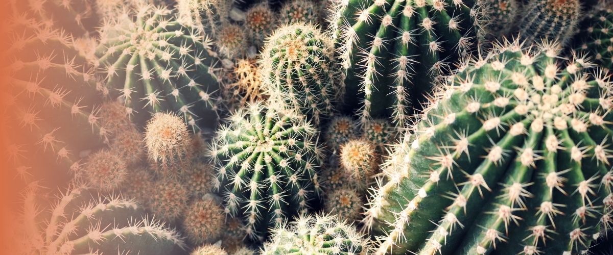 Comment savoir si un cactus a besoin d'eau ?  Le Bar  Cactus