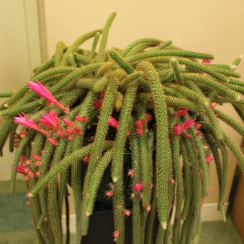 Disocactus flagelliformis