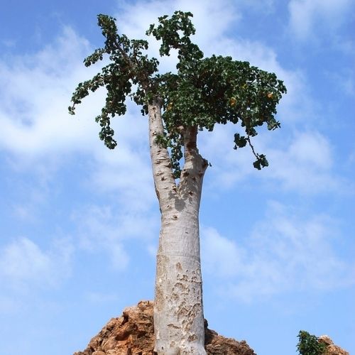 succulente dendrosicyos socotrana