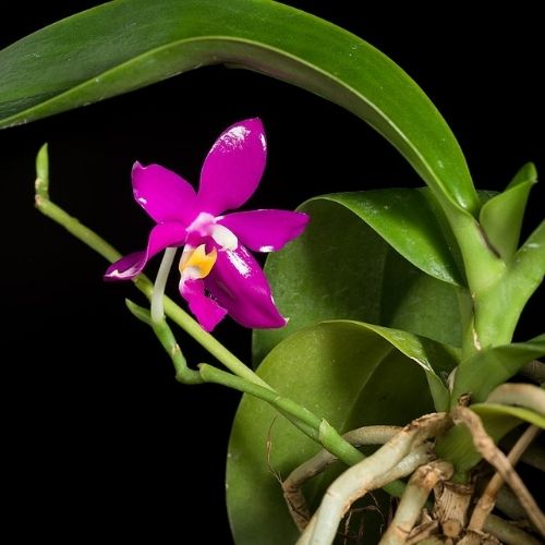 succulente phalaenopsis pulchra