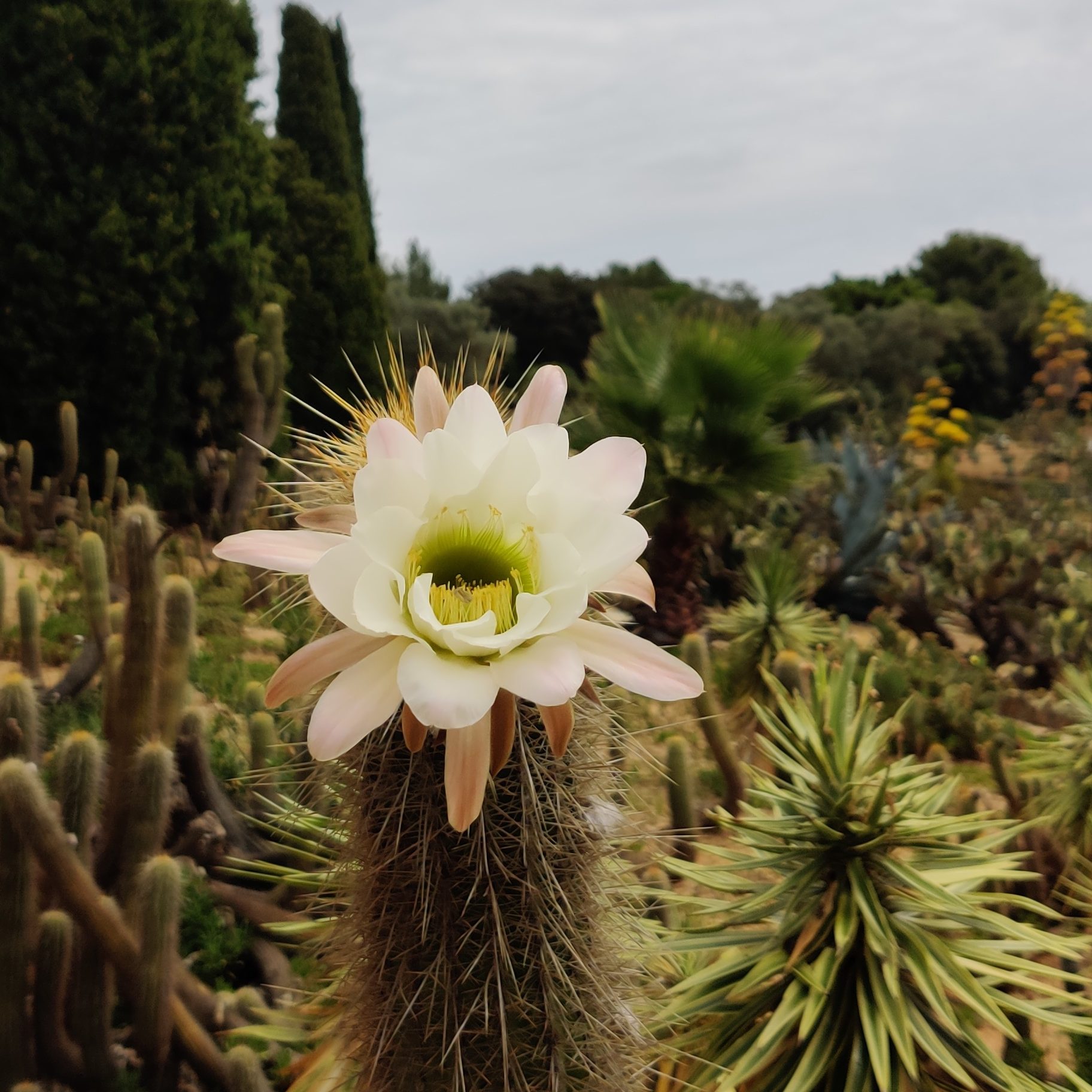 cactus en fleur
