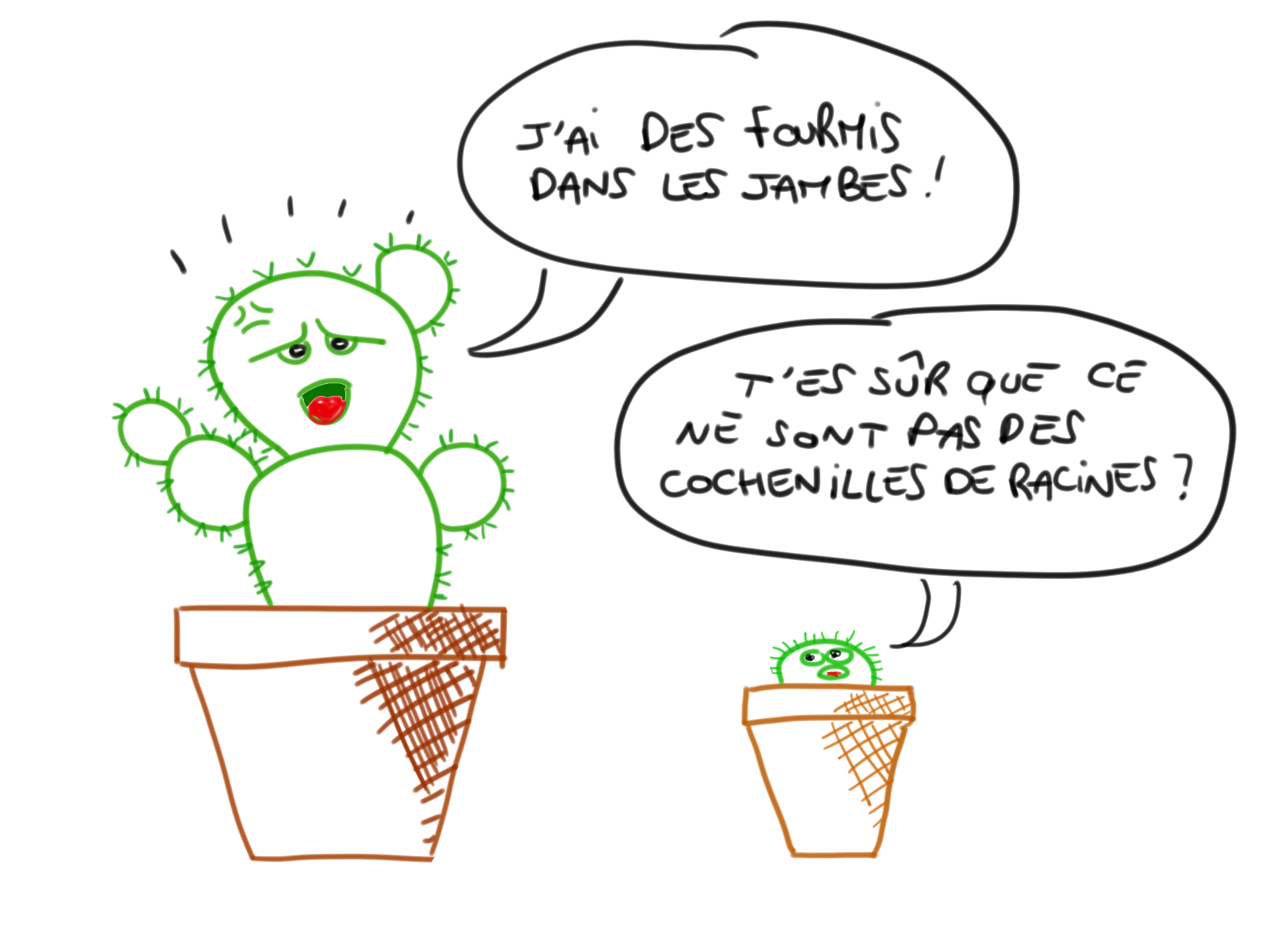 cochenilles de racines