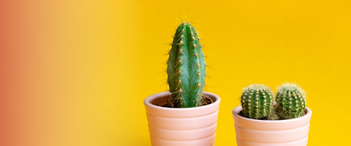 Pourquoi mon cactus jaunit-il&nbsp;?